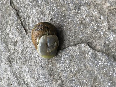 5D4EDEEA-9DF4-495D-8F30-FE6CD373BCD4.jpeg (184.18 KiB) Osservato 3857 volte 5D4EDEEA-9DF4-495D-8F30-FE6CD373BCD4.jpeg