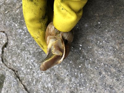 674E03F6-8129-4225-BFDD-CC2F891D7EA7.jpeg (122.33 KiB) Osservato 3857 volte 674E03F6-8129-4225-BFDD-CC2F891D7EA7.jpeg