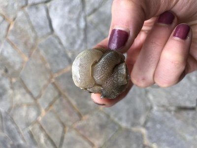 69D5318F-B525-4EC9-B38D-61DEC8AAB5AB.jpeg (60.94 KiB) Osservato 3857 volte 69D5318F-B525-4EC9-B38D-61DEC8AAB5AB.jpeg