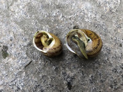 C4337DA1-08A7-4A11-BA8E-9CAAE54152FA.jpeg (201.23 KiB) Osservato 3857 volte C4337DA1-08A7-4A11-BA8E-9CAAE54152FA.jpeg