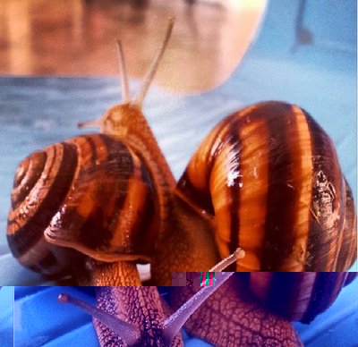 lumache.jpg (125.37 KiB) Osservato 1478 volte lumache.jpg