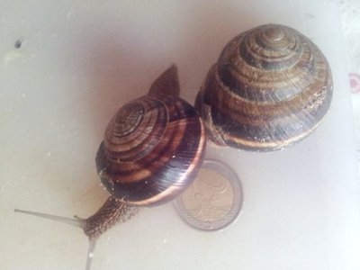 umache2.jpg (39.46 KiB) Osservato 1478 volte umache2.jpg