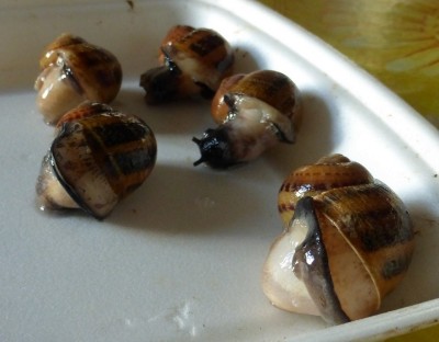 P1010467b (Copia) (Copia).jpg (284.07 KiB) Osservato 1259 volte P1010467b (Copia) (Copia).jpg