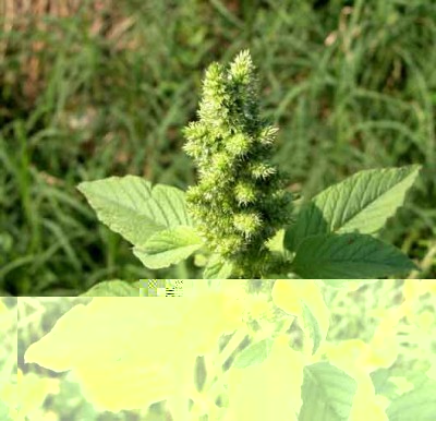 amaranto2.jpg (48.84 KiB) Osservato 812 volte amaranto2.jpg