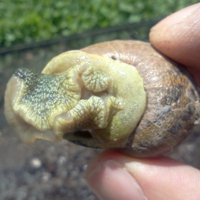 IMG112.jpg (381.76 KiB) Osservato 1139 volte IMG112.jpg