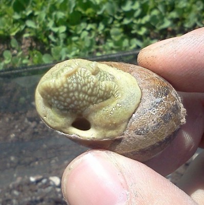 IMG110.jpg (98.91 KiB) Osservato 1139 volte IMG110.jpg