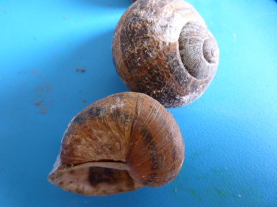 (6) / P1020420.JPG P1020420.JPG