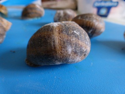 (7) / P1020422.JPG P1020422.JPG