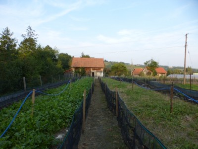 P1020533.JPG (177.5 KiB) Osservato 1214 volte P1020533.JPG