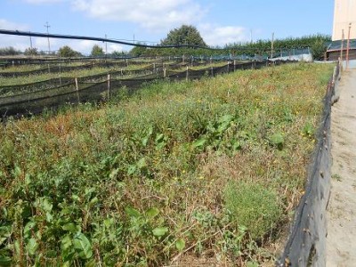 DSCN0456forum.jpg (116.73 KiB) Osservato 781 volte DSCN0456forum.jpg