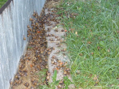 P1020088.JPG (160 KiB) Osservato 1324 volte P1020088.JPG