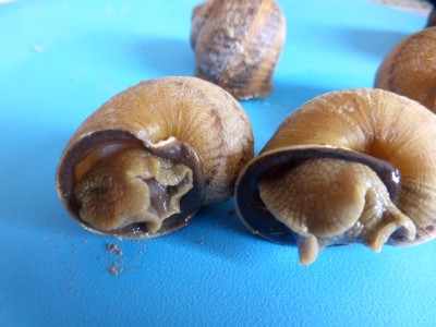 P1020415.JPG (156 KiB) Osservato 998 volte P1020415.JPG