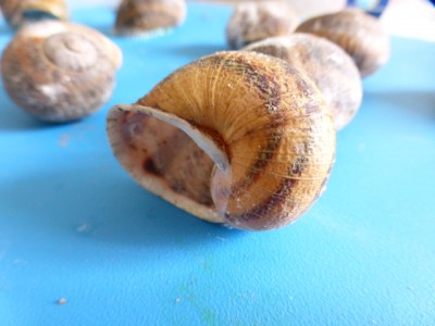 P1020423.JPG (155.5 KiB) Osservato 998 volte P1020423.JPG