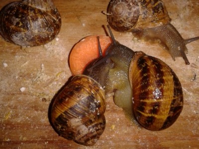 2015-03-15 18.28.18.jpg (201.78 KiB) Osservato 1164 volte 2015-03-15 18.28.18.jpg