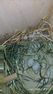 IMG_20150928_102818.jpg (81.91 KiB) Osservato 4471 volte IMG_20150928_102818.jpg