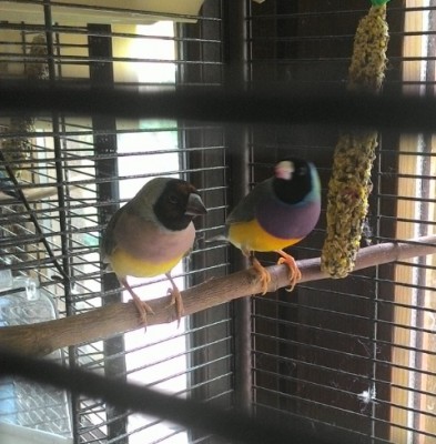 IMG_20150929_121800.jpg (108.07 KiB) Osservato 4451 volte IMG_20150929_121800.jpg