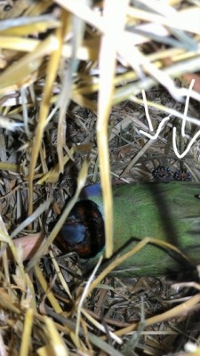 IMG_20151021_115947.jpg (92.59 KiB) Osservato 4269 volte IMG_20151021_115947.jpg