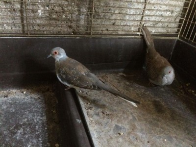 cef40f72-7f72-44bb-a38e-645a23c11be3.JPG (109.87 KiB) Osservato 3138 volte cef40f72-7f72-44bb-a38e-645a23c11be3.JPG