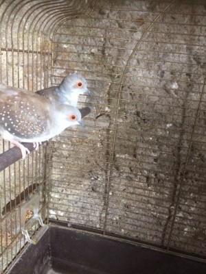 ae5c058f-92d9-41c1-8ba9-7d8b19aa7fe3.JPG (132.76 KiB) Osservato 3137 volte ae5c058f-92d9-41c1-8ba9-7d8b19aa7fe3.JPG