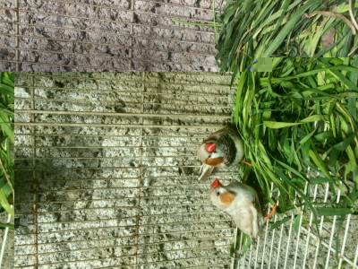 IMG_0109.JPG (212.22 KiB) Osservato 3000 volte IMG_0109.JPG