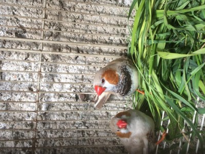 IMG_0110.JPG (178.33 KiB) Osservato 3000 volte IMG_0110.JPG