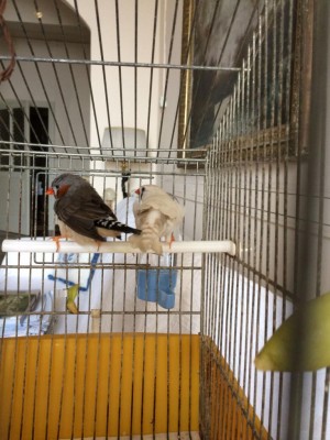 IMG_0249.JPG (108.52 KiB) Osservato 3000 volte IMG_0249.JPG