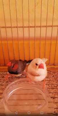 Quello bianco è stato spacciato per femmina / 0.jpg 0.jpg