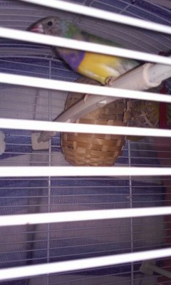 IMG_20150302_141749.jpg (110.44 KiB) Osservato 3616 volte IMG_20150302_141749.jpg