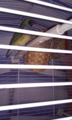 IMG_20150302_141259.jpg (116.15 KiB) Osservato 3616 volte IMG_20150302_141259.jpg