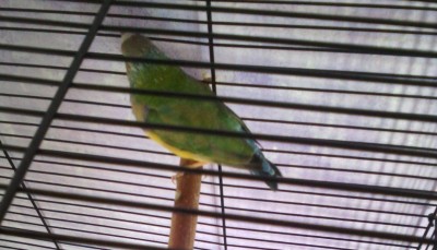 IMG_20150306_124215.jpg (146.05 KiB) Osservato 3553 volte IMG_20150306_124215.jpg