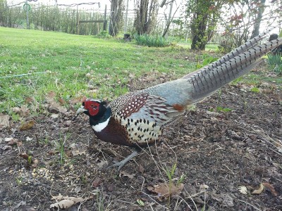 20150405_174018 - Copia.jpg (353.48 KiB) Osservato 982 volte 20150405_174018 - Copia.jpg