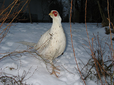 albino.jpg (148.01 KiB) Osservato 1733 volte albino.jpg
