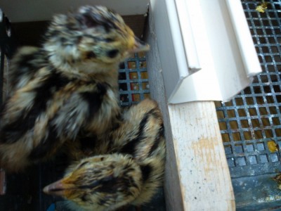 ancora un po' umidicci, domani li tolgo dall'incubatrice / IMG_20150612_211051 (750x563).jpg IMG_20150612_211051 (750x563).jpg