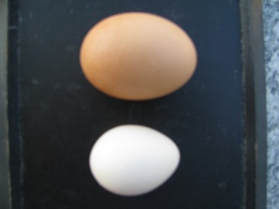 uova gallina e di fagiano dorato.JPG (75.63 KiB) Osservato 1355 volte uova gallina e di fagiano dorato.JPG