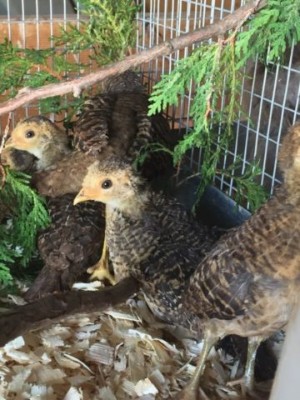 $_27.JPG (46.27 KiB) Osservato 1332 volte $_27.JPG