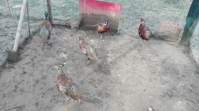fagiani.jpg (144.7 KiB) Osservato 1349 volte fagiani.jpg