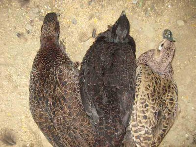 da sinistra: fagiano femmina tenebroso x mongolia, femmina tenebroso, femmina mongolia / fagiani femmine.jpg fagiani femmine.jpg