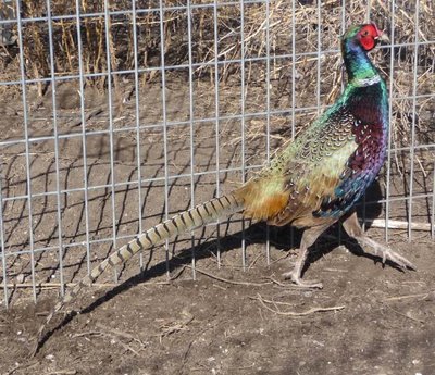 incrocio mongolia x tenebroso.jpg (154.71 KiB) Osservato 2695 volte incrocio mongolia x tenebroso.jpg