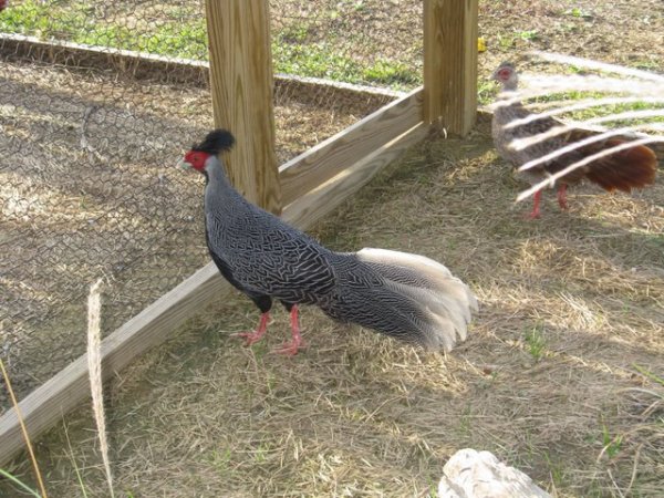 Lewis fagiano.jpg.JPG Lewis fagiano.jpg.JPG