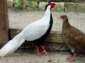 silverpheasants.jpg silverpheasants.jpg