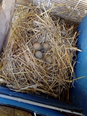 IMG_20180203_153449_BURST002.jpg (138.33 KiB) Osservato 1533 volte IMG_20180203_153449_BURST002.jpg