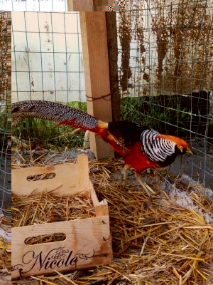 P80529-101452.jpg (181.58 KiB) Osservato 1303 volte P80529-101452.jpg