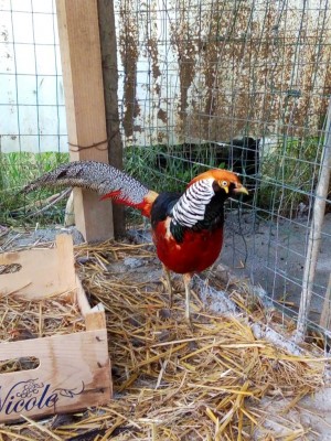 P80529-101456.jpg (181.74 KiB) Osservato 1303 volte P80529-101456.jpg