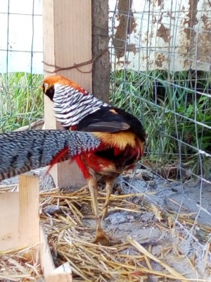 P80529-101505.jpg (132.58 KiB) Osservato 1303 volte P80529-101505.jpg