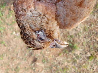 Fagiana / 20210430_174418.jpg 20210430_174418.jpg