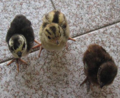 fagianotti,tenebroso a sx,ibrido a dx / fagianotti.JPG fagianotti.JPG