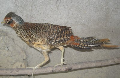 incrocio dorato x lady (maschio giovane).JPG (116.3 KiB) Osservato 1335 volte incrocio dorato x lady (maschio giovane).JPG