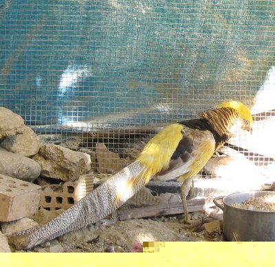 dorato giallo.JPG (249.4 KiB) Osservato 879 volte dorato giallo.JPG