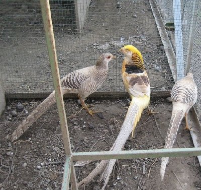 trio doarto giallo.JPG