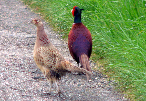 P.colchichus Mongolicus.jpg P.colchichus Mongolicus.jpg